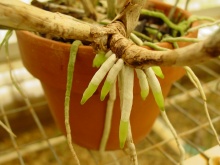 cattleya orchid roots